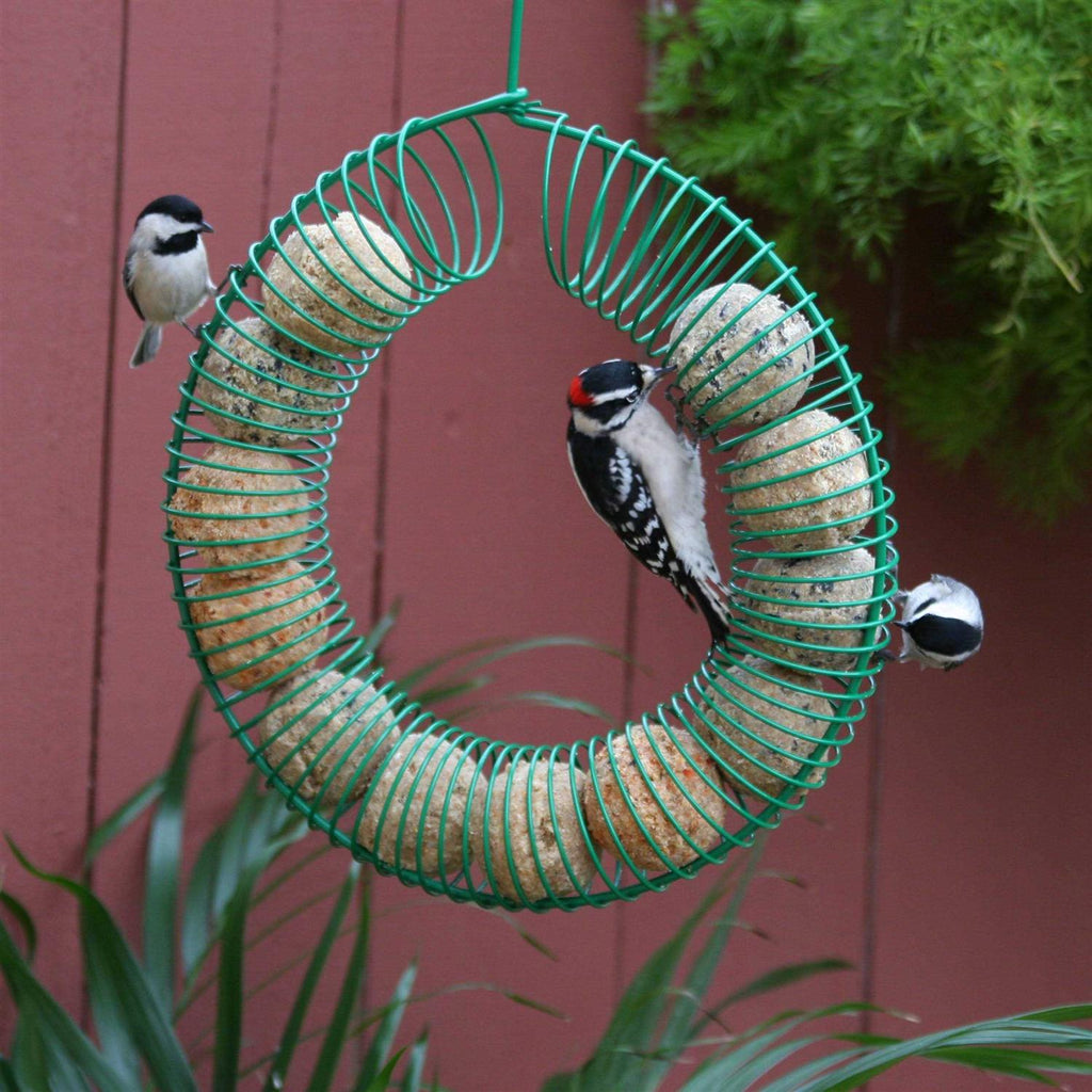Suet Balls I626