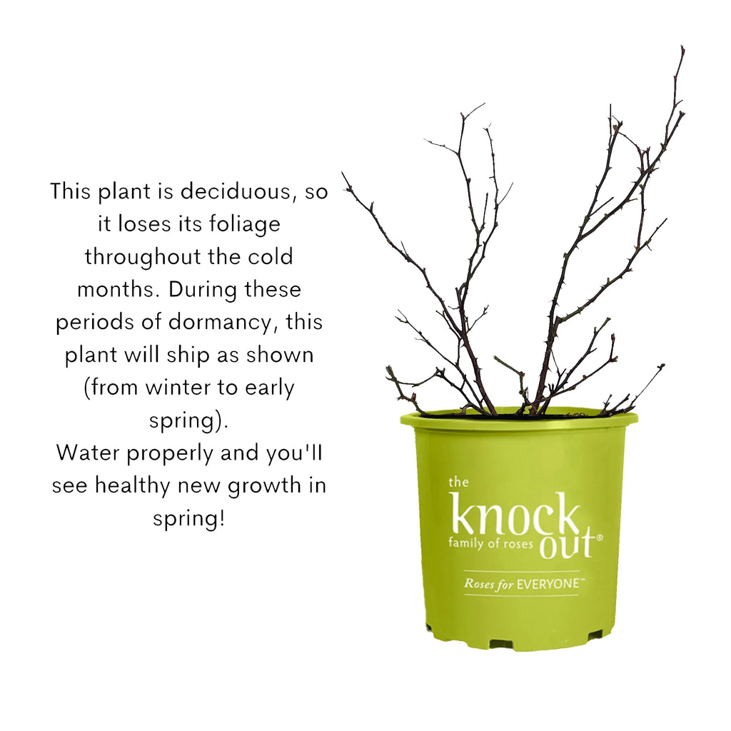 Pink Rose Live Shrubs (2 Gallon) M8582