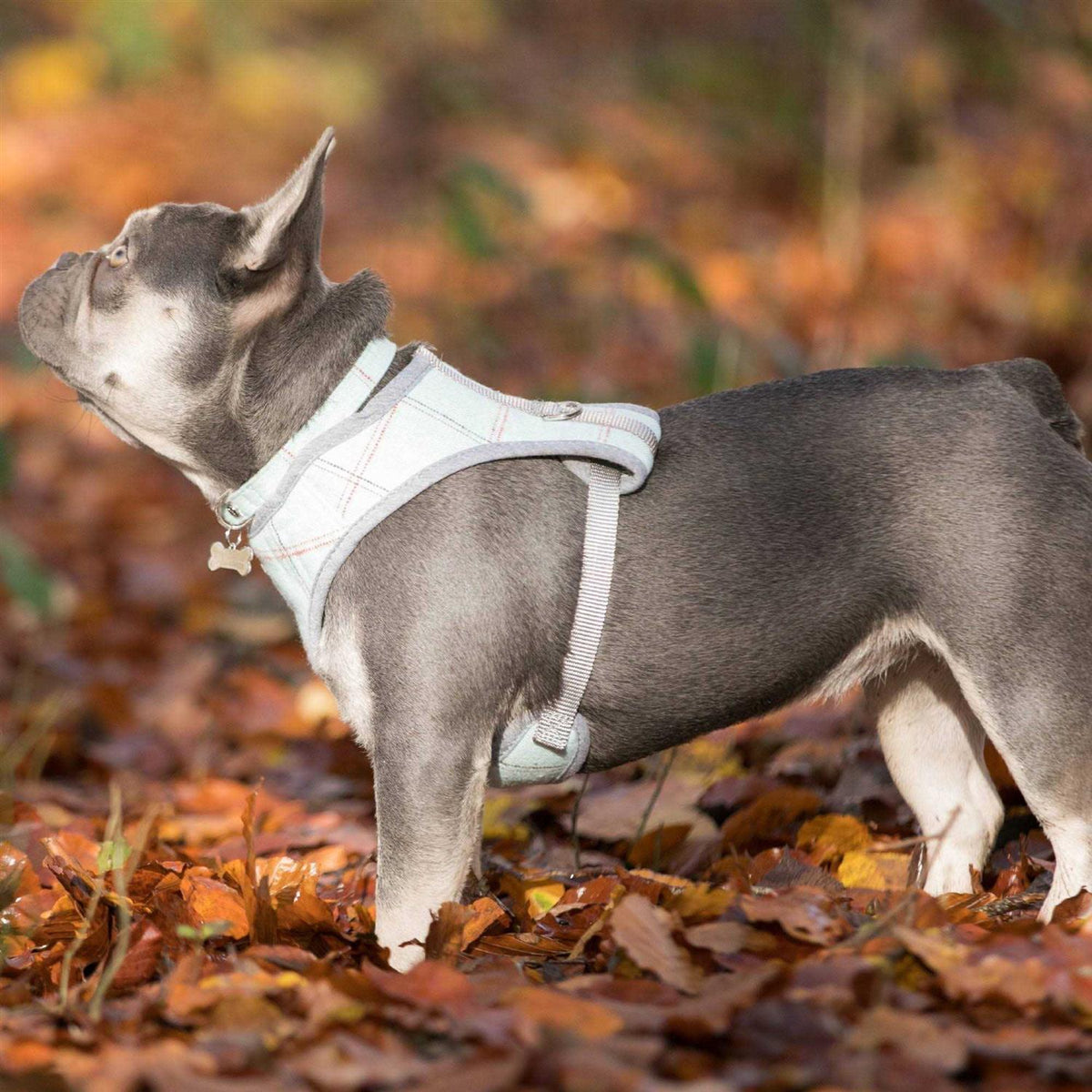 Tweed Dog Harness Vest C119030
