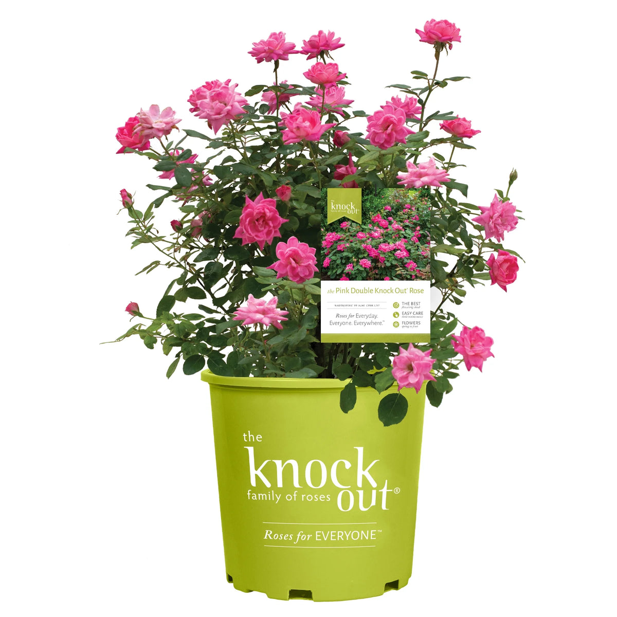 Pink Rose Live Shrubs (2 Gallon) M8582