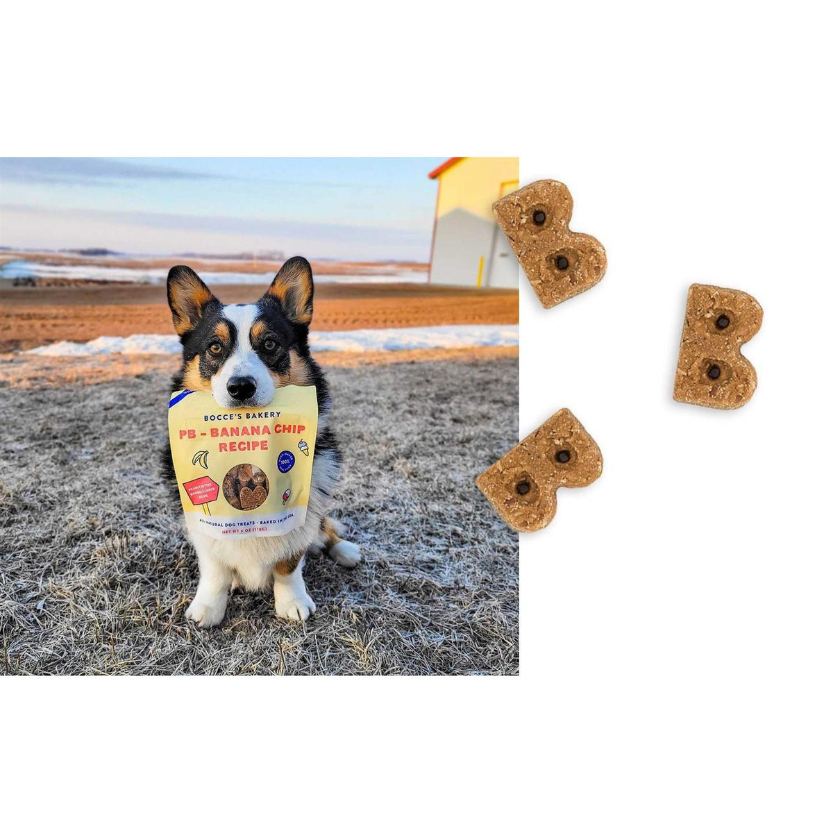 PB Banana Chip Soft & Chewy Dog Treats H53342
