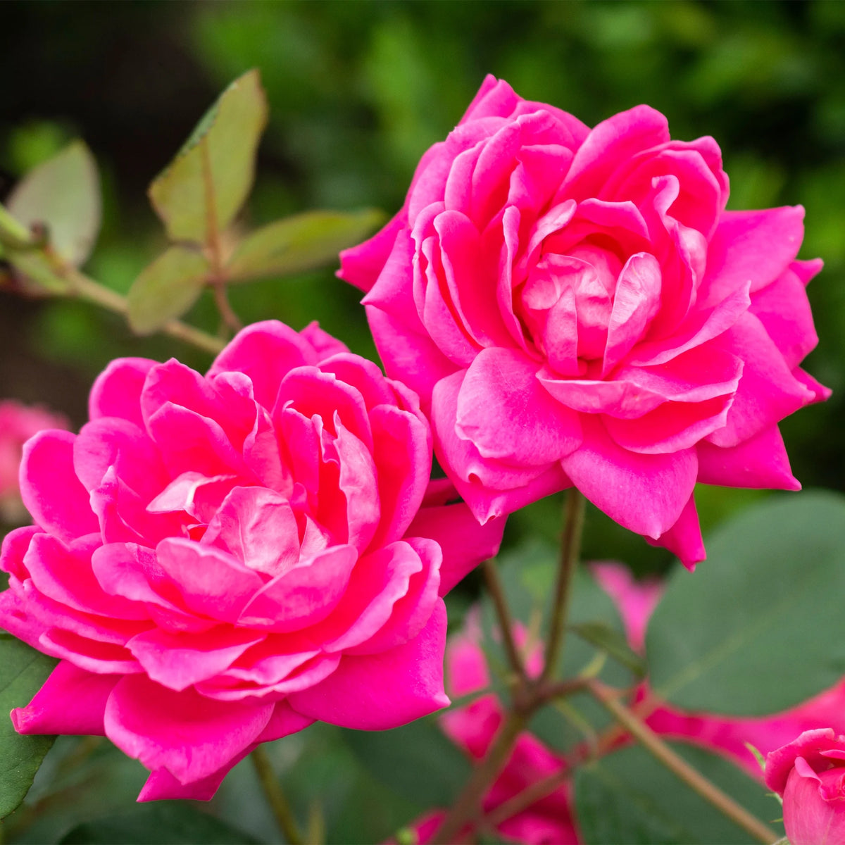 Pink Rose Live Shrubs (2 Gallon) M8582