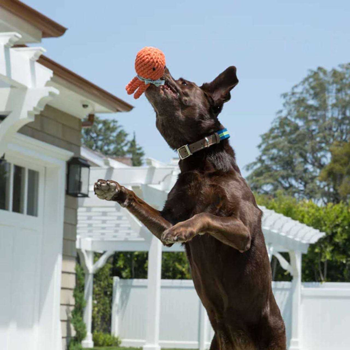 Rope Dog Toy S169107