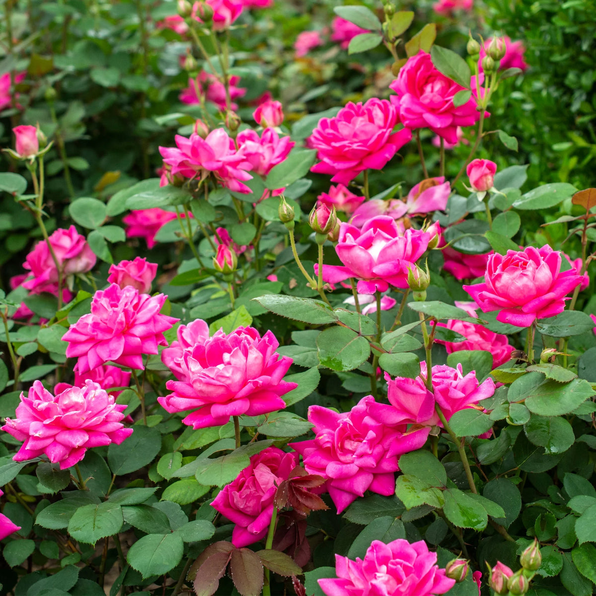 Pink Rose Live Shrubs (2 Gallon) M8582