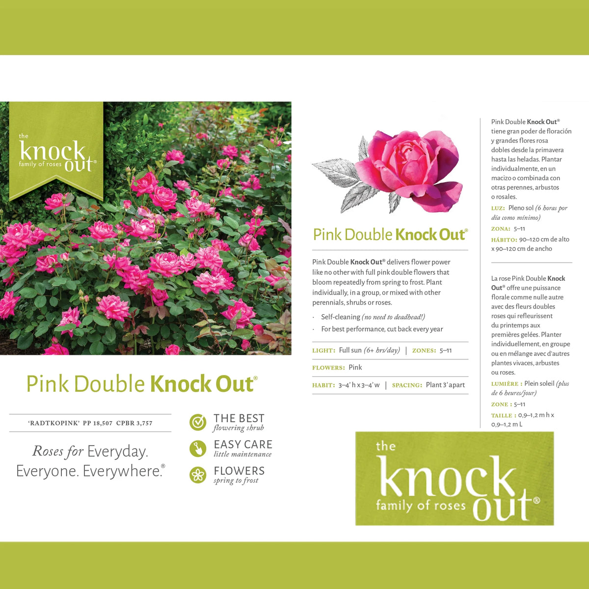 Pink Rose Live Shrubs (2 Gallon) M8582