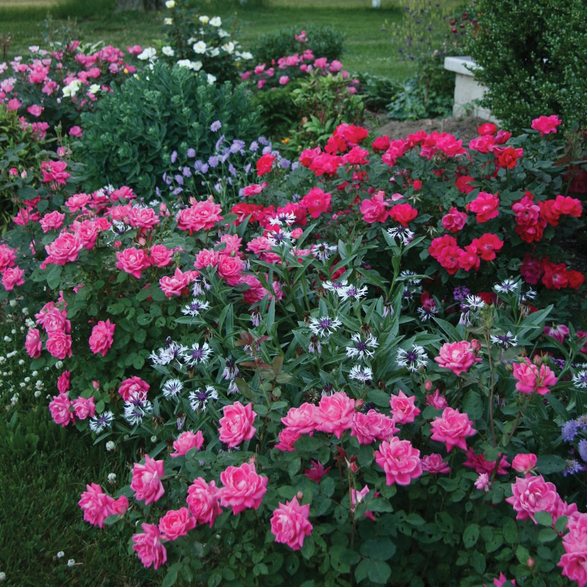 Pink Rose Live Shrubs (2 Gallon) M8582