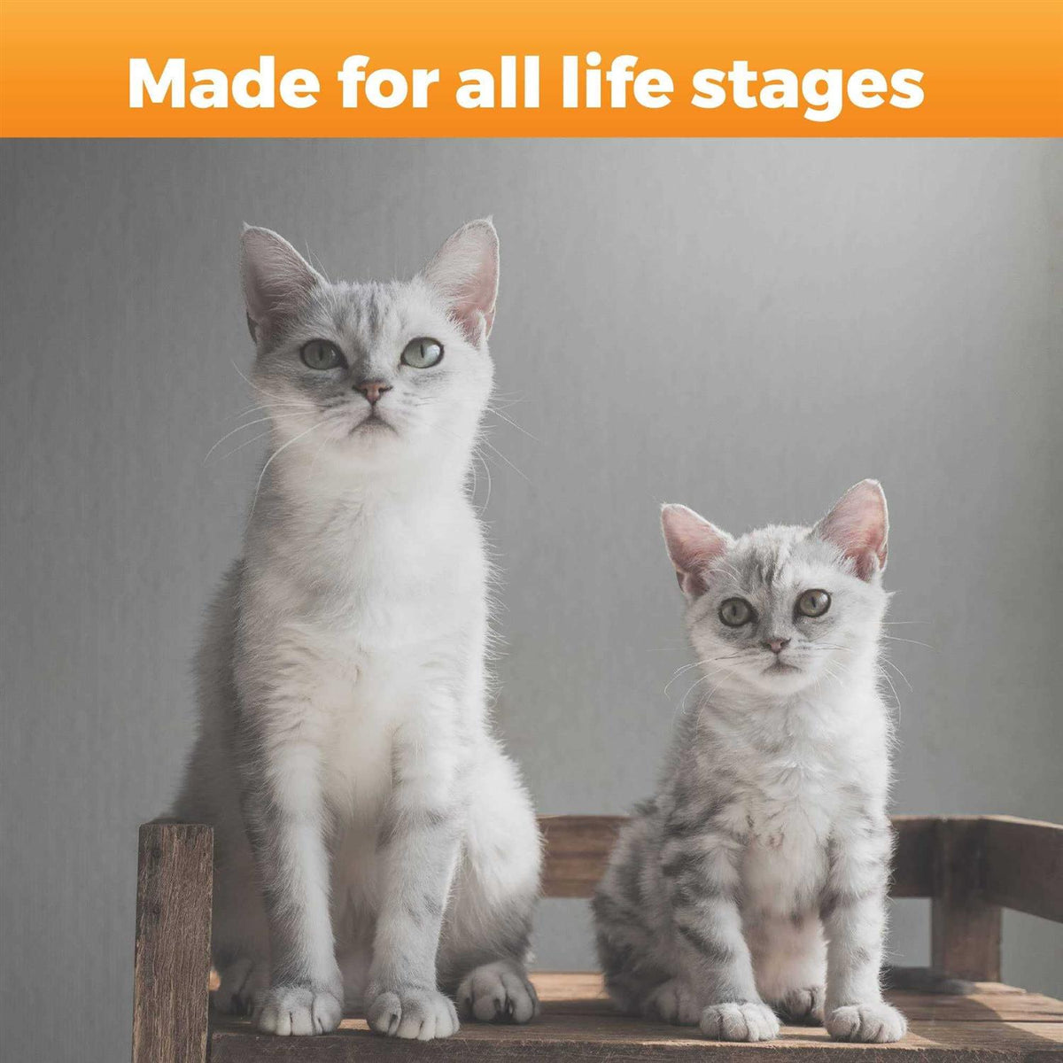 Feline E8353