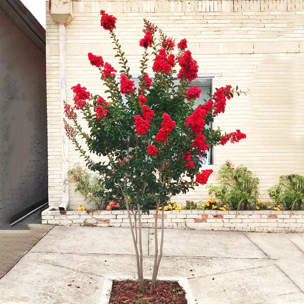 Red Flowering Crape Myrtle Tree 2.84 Liter Nursery Pot J67364