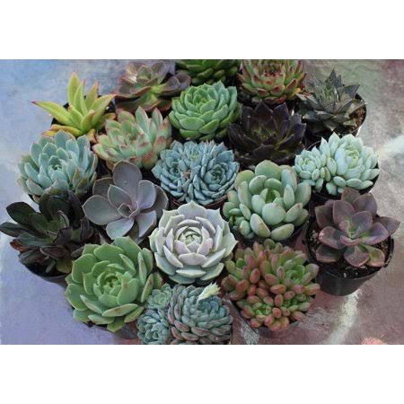 2 in. Blue Rosette Succulents Plant with Metal Pails and Tags (60-Pack) W551771