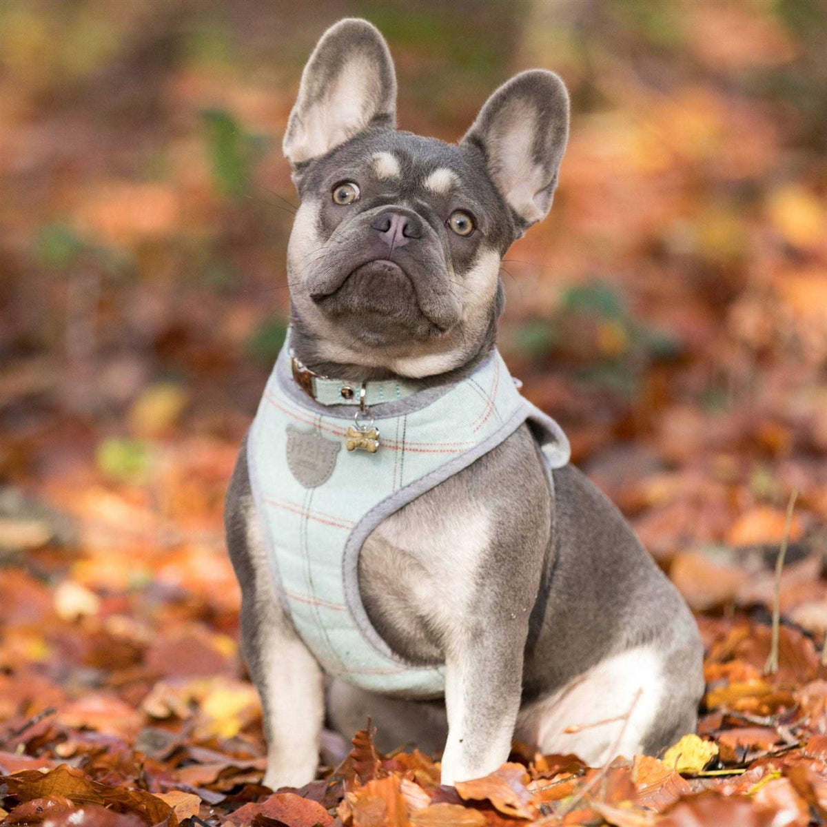 Tweed Dog Harness Vest C119030