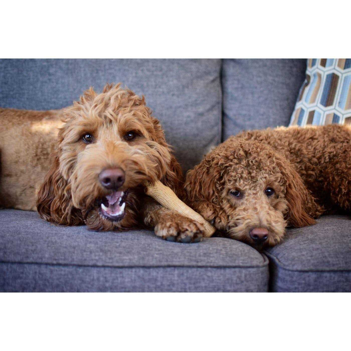 Pet Supplies R669