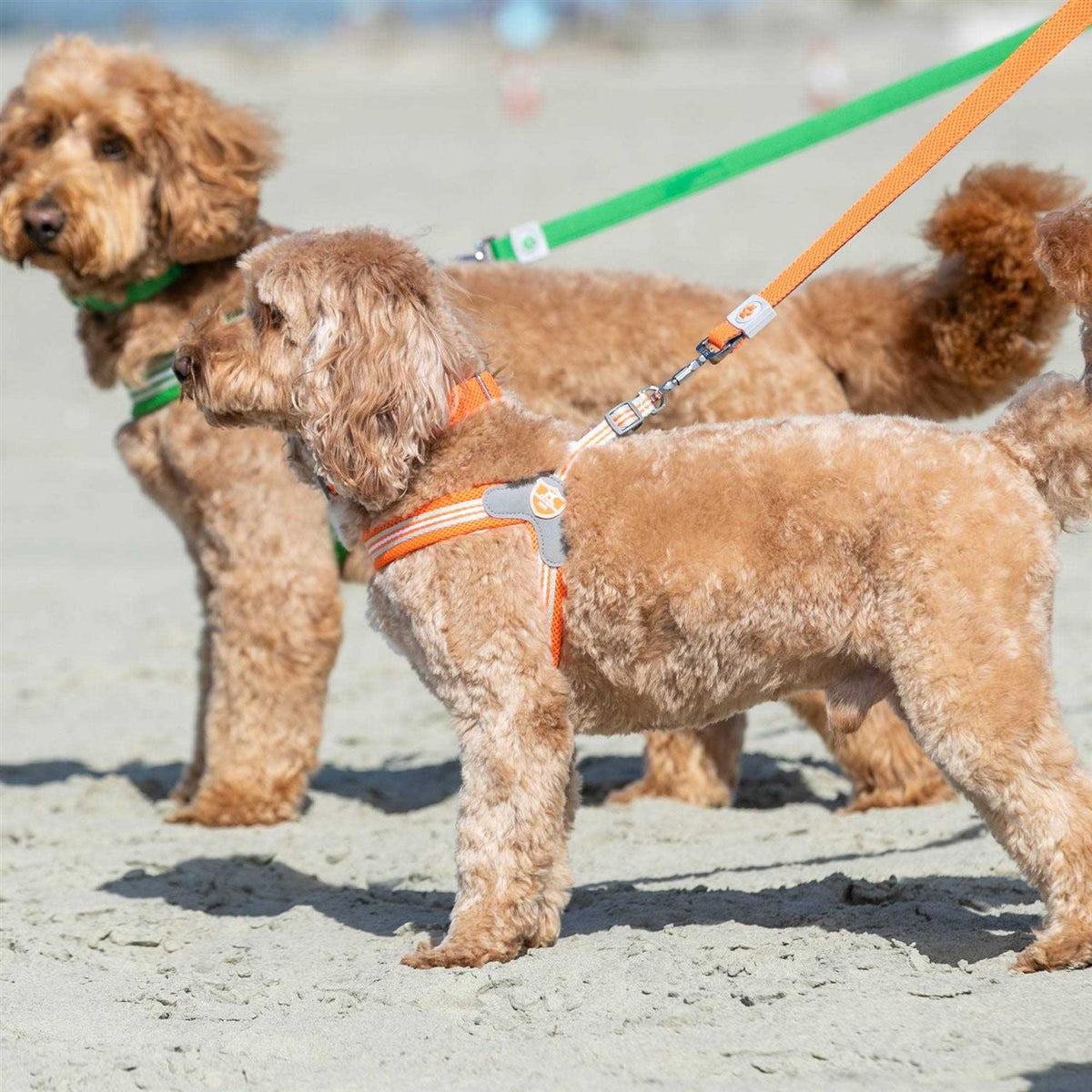 Dog Harness R501301