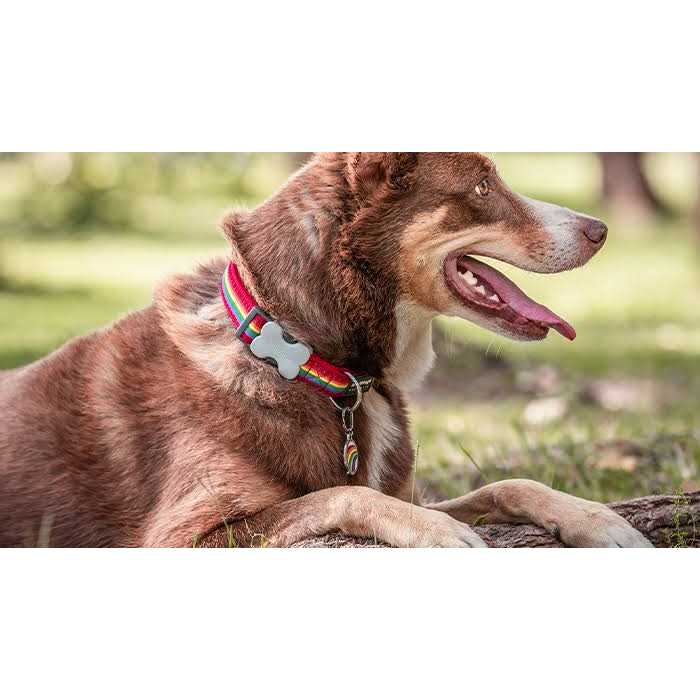 Enamel Pet ID Tag N455742