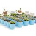 2 in. Blue Rosette Succulents Plant with Metal Pails and Tags (60-Pack) W551771